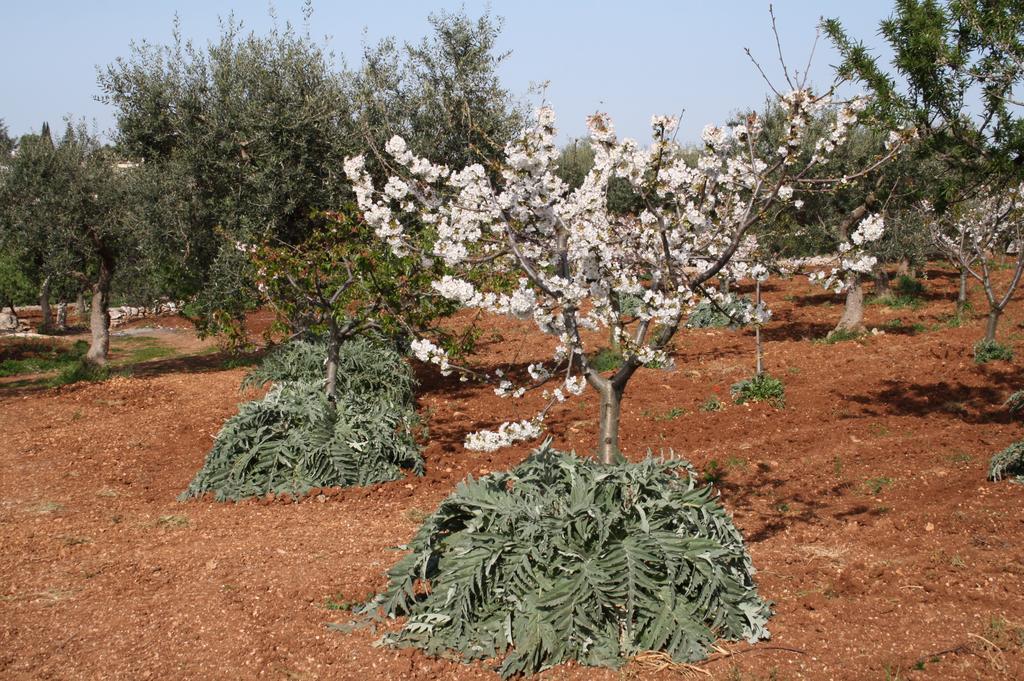카스텔라나그로테 Il Trullo Di Nonna Lella 게스트하우스 외부 사진